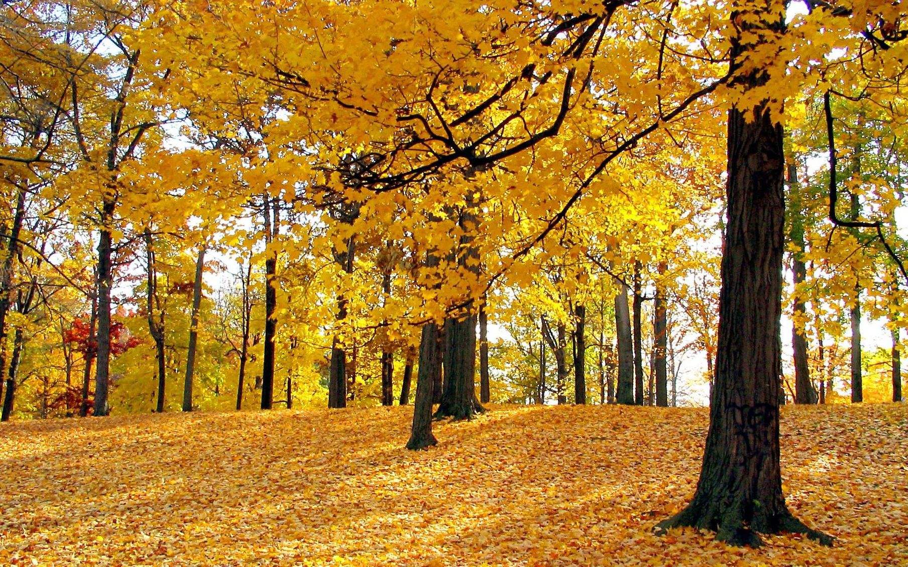 2023描写秋天的诗歌散文6篇精选_关于描写秋天的优美诗歌